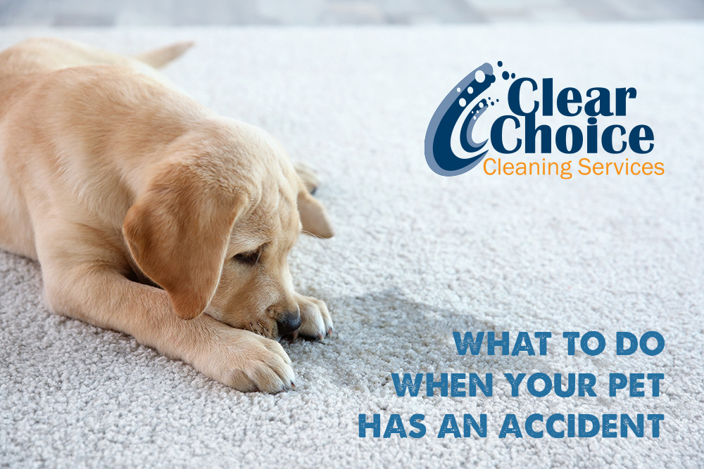 Clear choice Puppy pet accident